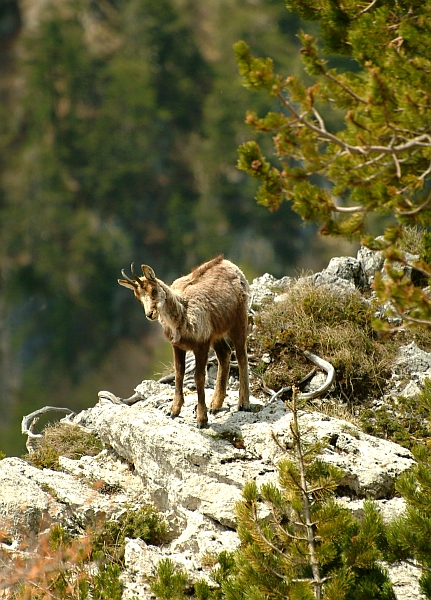 Camoscio d''Abruzzo Rupicapra pyrenaica ornata